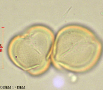 ISEM 1/Leonurus_artemisia_29012/Leonurus_artemisia_29012_0001(copy)_thumb.jpg